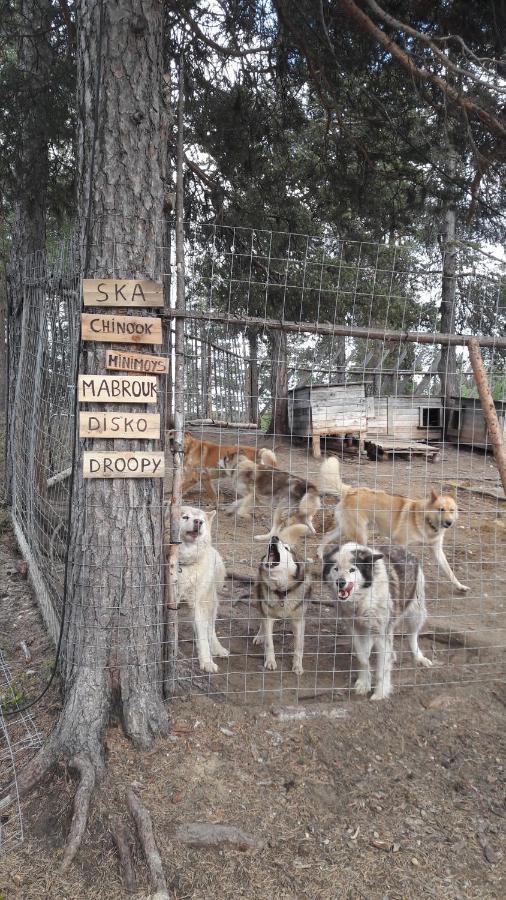 Cabin At Huskies Farm 伊纳利 外观 照片